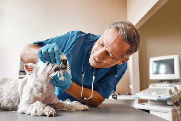 Best Urgent Dental Care for Toothaches in Pea Ridge, WV